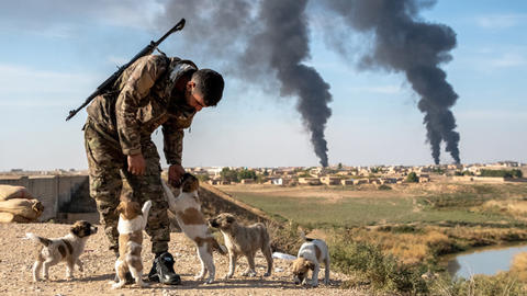 Male soldier bends down to pet a group of puppies while buildings in the background are burning.