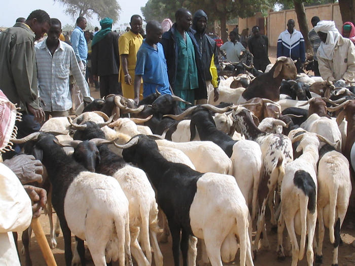 Niger farmers with cattle