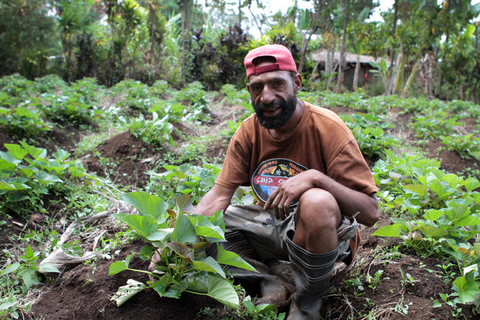 Potato farmer kneeling in the field in Papua New Guinea